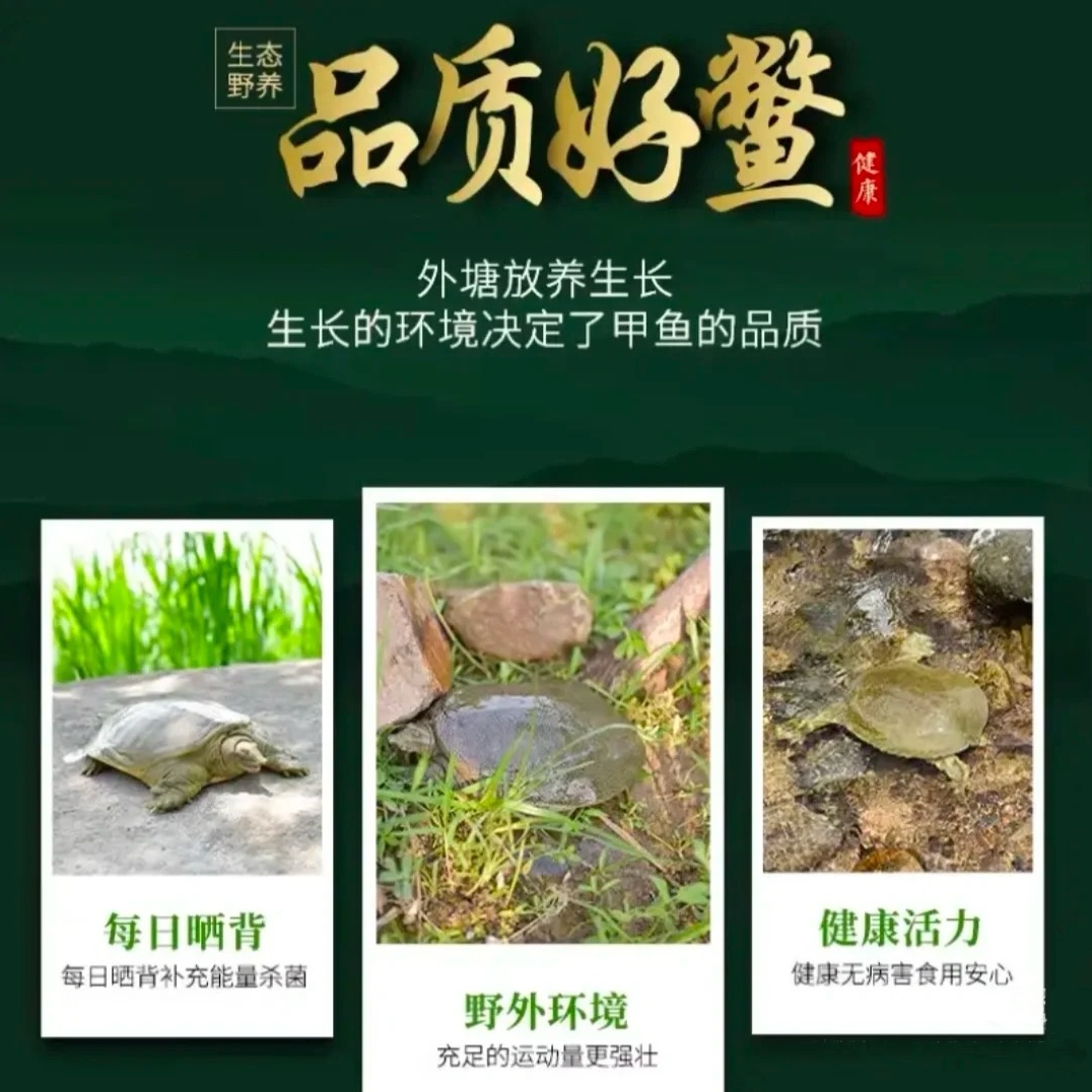 外塘甲鱼水鱼团鱼瑕疵福利一物一拍 路损2两左右