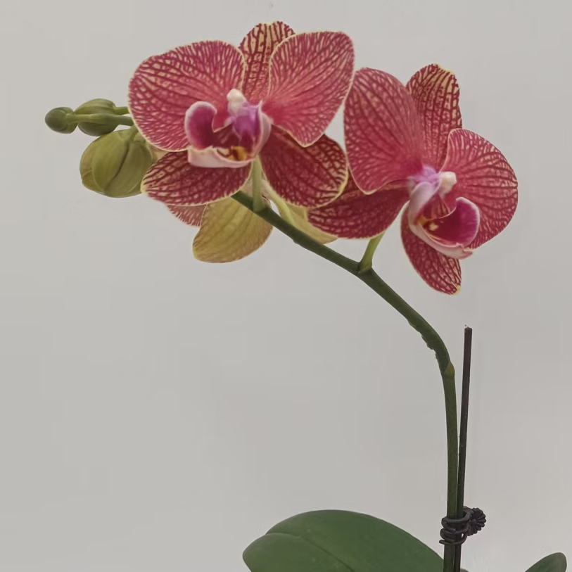 欢然花田蝴蝶兰（黄金格格）单剑叶片微瑕