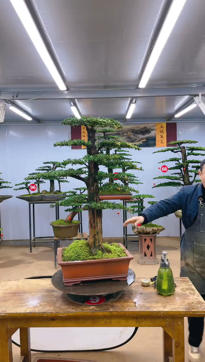 【闪购商品】精品盆景  一物一拍