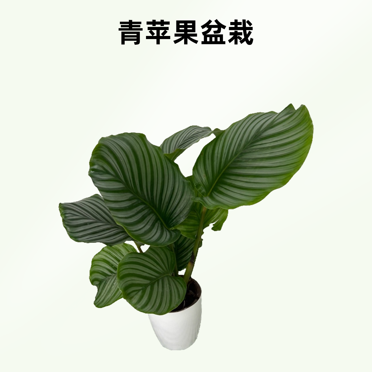次日达-青苹果大盆栽顺丰包邮