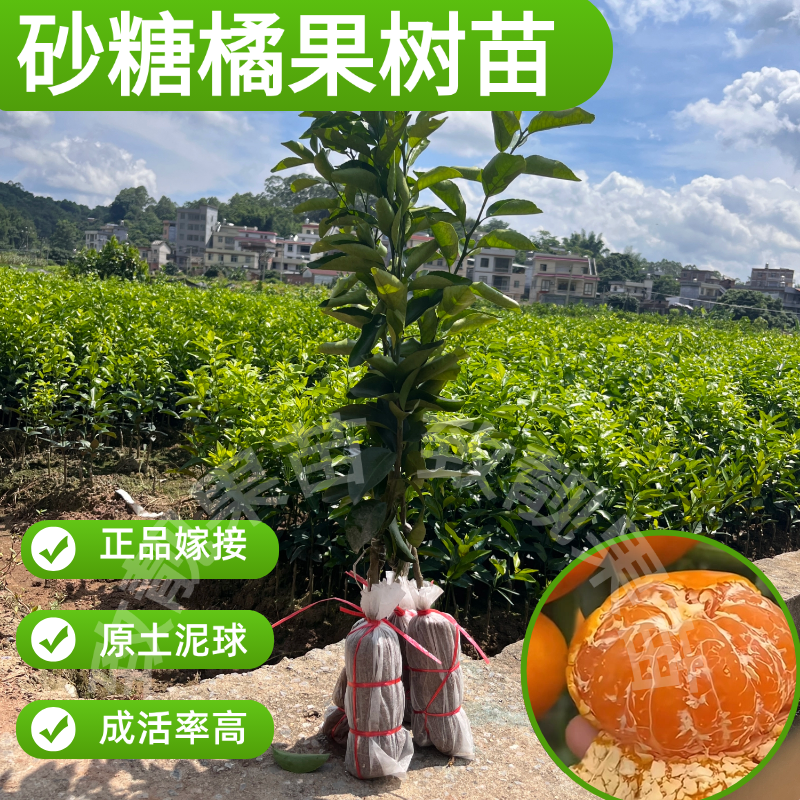 正品四会砂糖橘果树苗早熟砂糖橘果树嫁接苗带土带叶南方果苗包邮