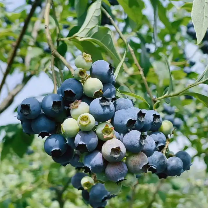 云南花香蓝莓S级顺丰包邮 9甜1酸 12盒/箱 云南省
