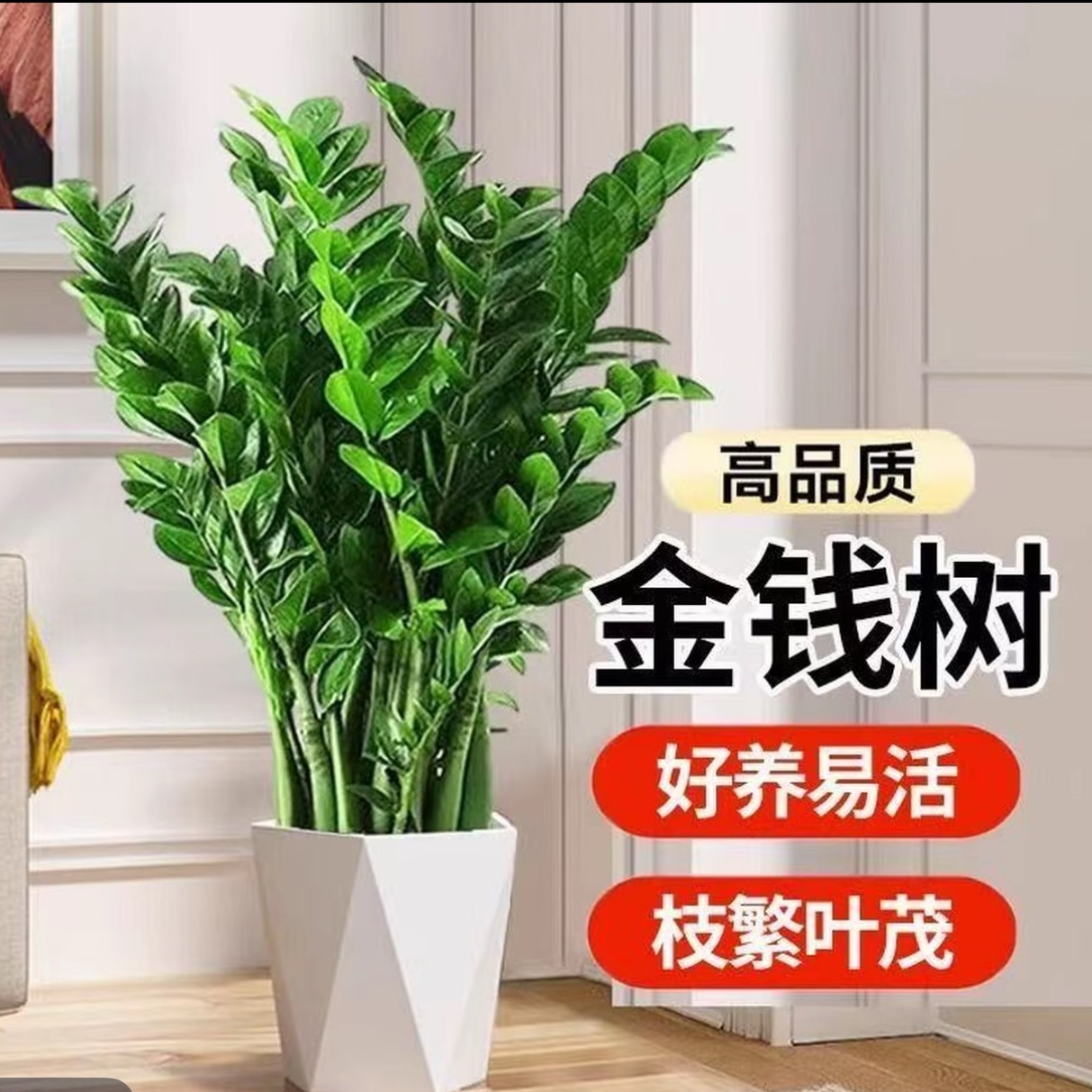 【金钱树】60 - 70cm高盆栽室内客厅四季常青好养活绿植花卉