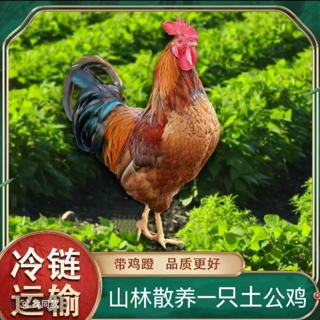 【6.19 壹 】 林间放养土公鸡大公鸡 单只净重8斤左右 冷链运输