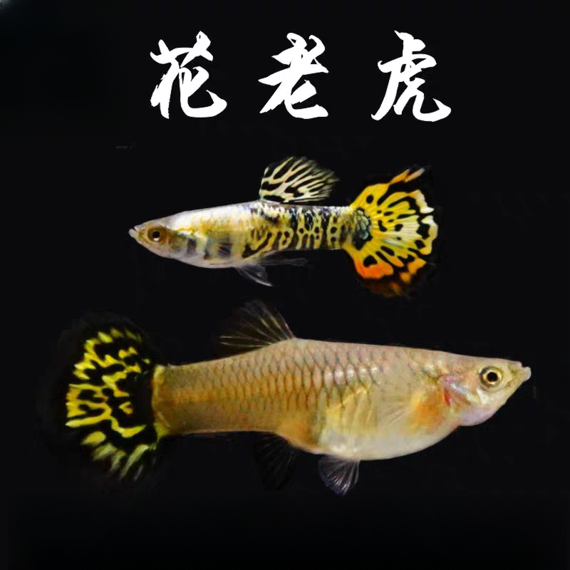 【花老虎】2-3cm公母配对孔雀鱼孕母鱼新手好养易繁殖小型热带鱼