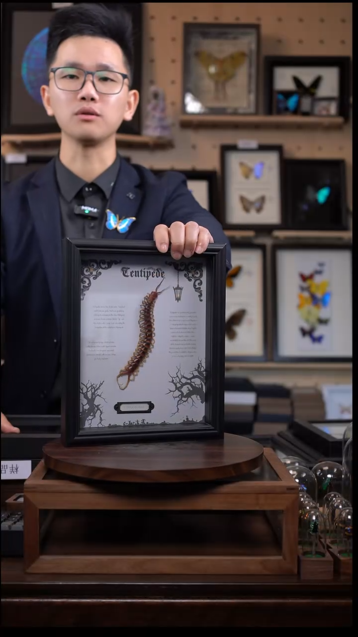 秘鲁巨人蜈蚣标本摆件