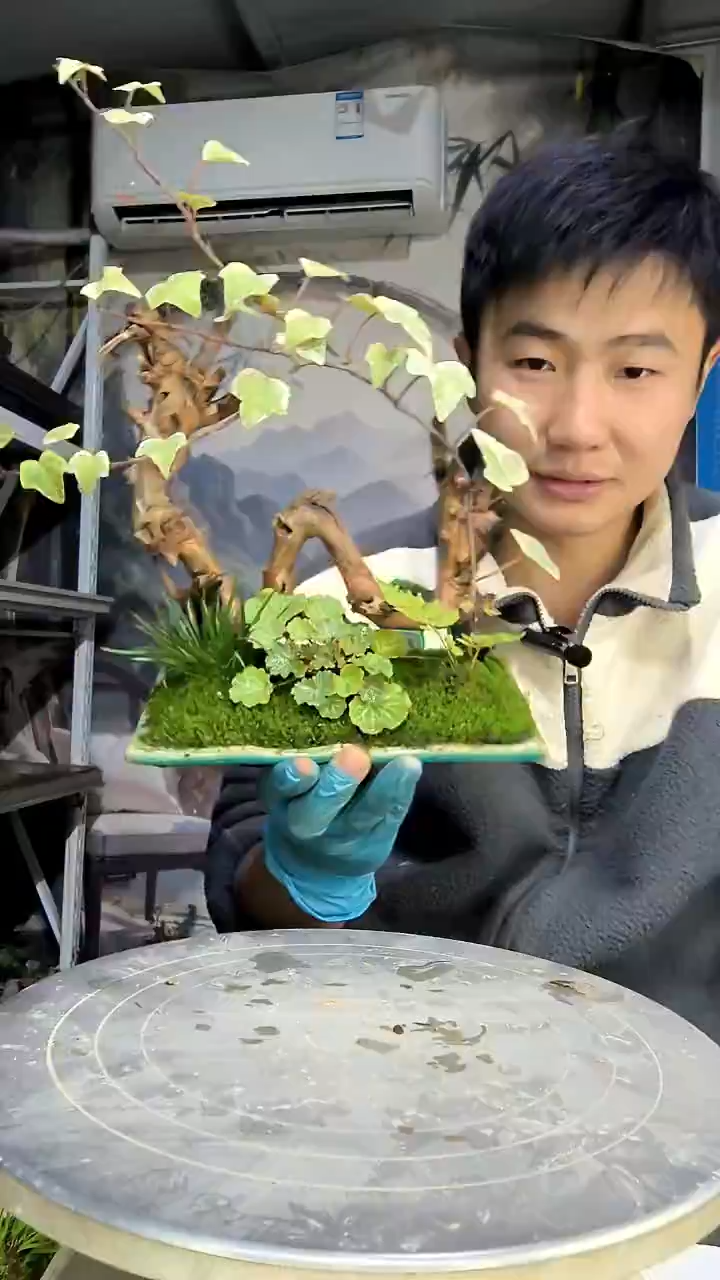 凉**.中青园艺一物一拍花144