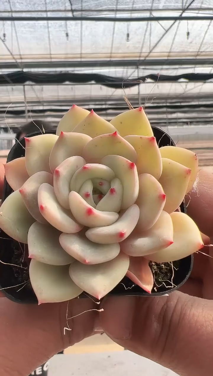 【闪购商品】新款多肉-264