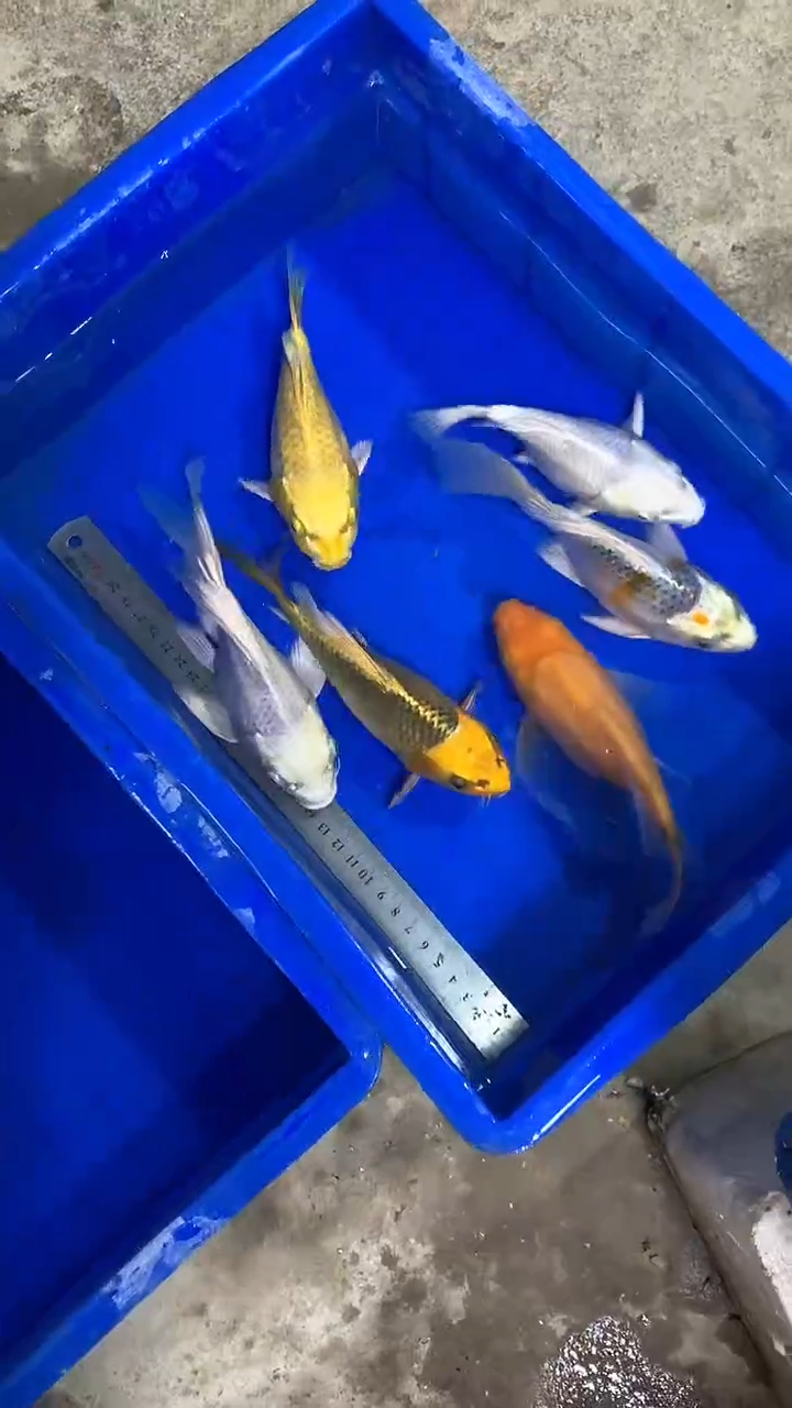 蝴蝶鲤蝴蝶鲤直播选鱼专用链接