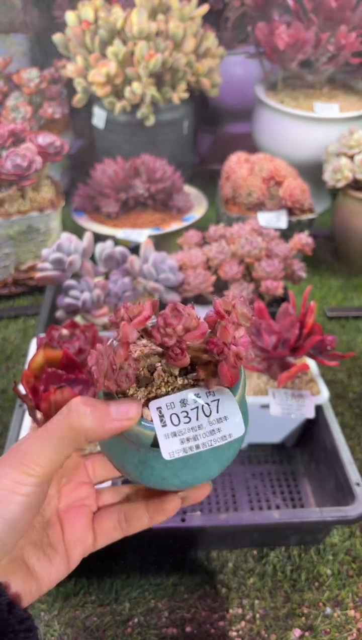 【闪购商品】03707脱土带盆