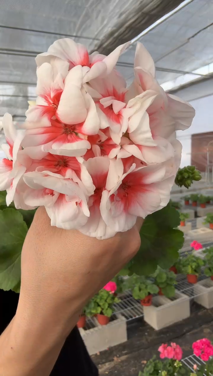 完全开放皇后大花球