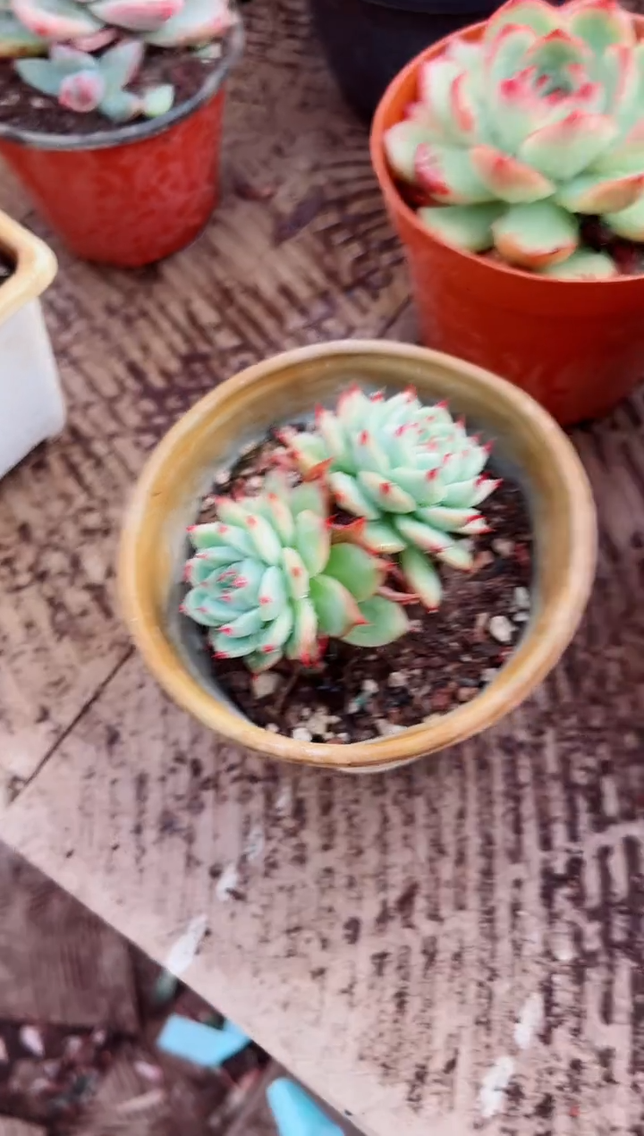 时***客多肉植物一物一拍28148