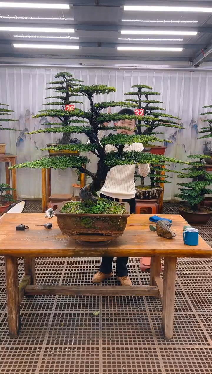 无花朵李*方精品盆景直播间一物一拍