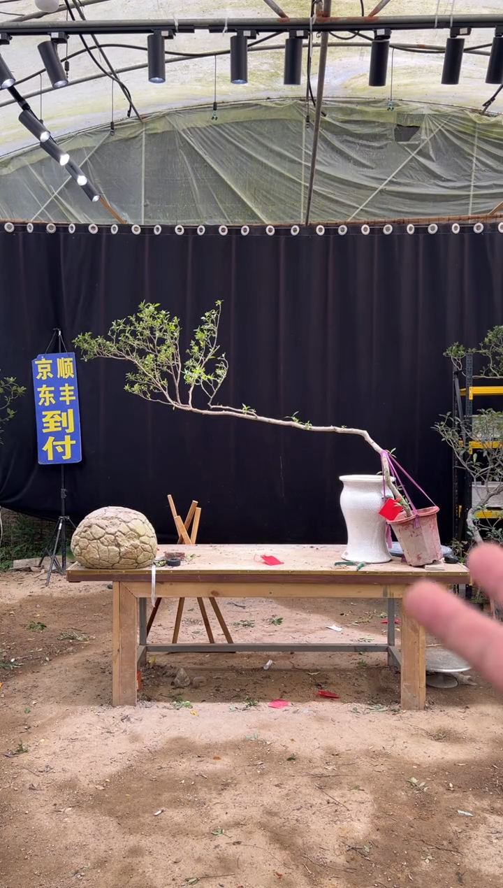 无花朵琼*海岛栀子花