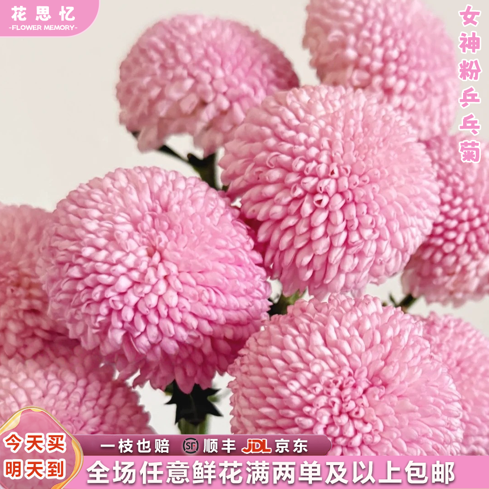 特价『女神粉乒乓菊5枝』吸色粉 全场任意满两单鲜花顺丰京东包邮 三单鲜花送花瓶鲜花直播批发次日达包邮