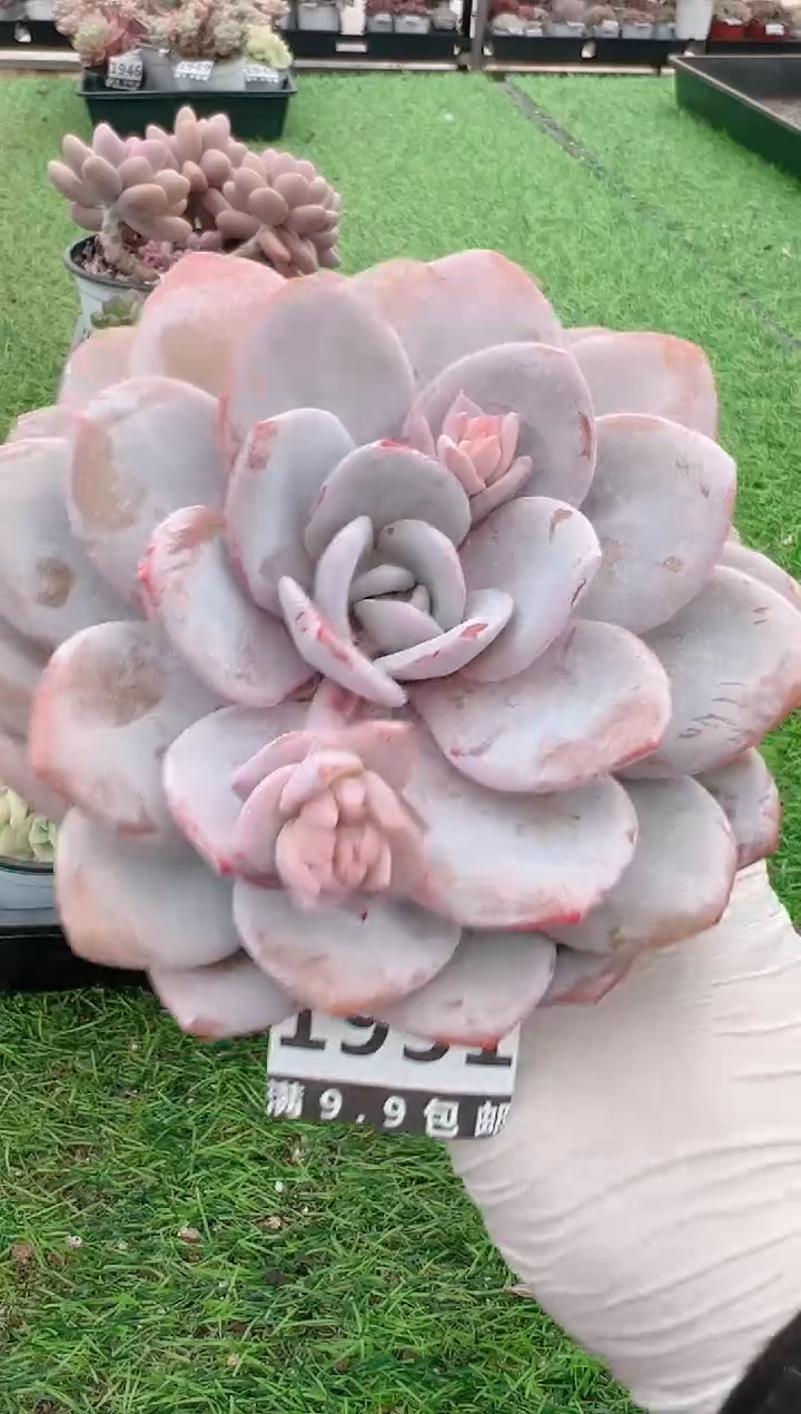 【闪购商品】信福多肉一物一拍