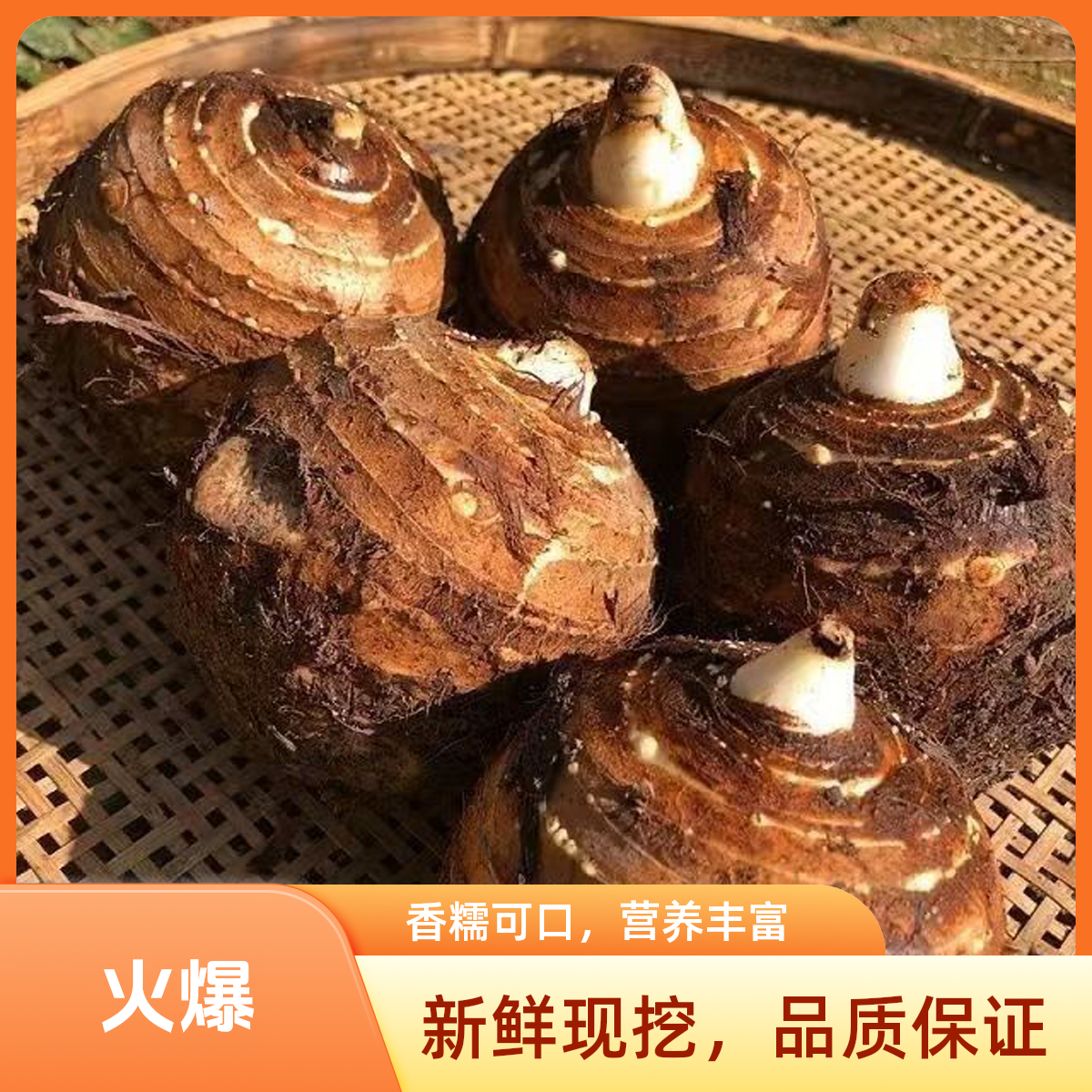 江西芋头芋艿香芋母新鲜现挖现发芋头婆香脆酸辣芋头丝