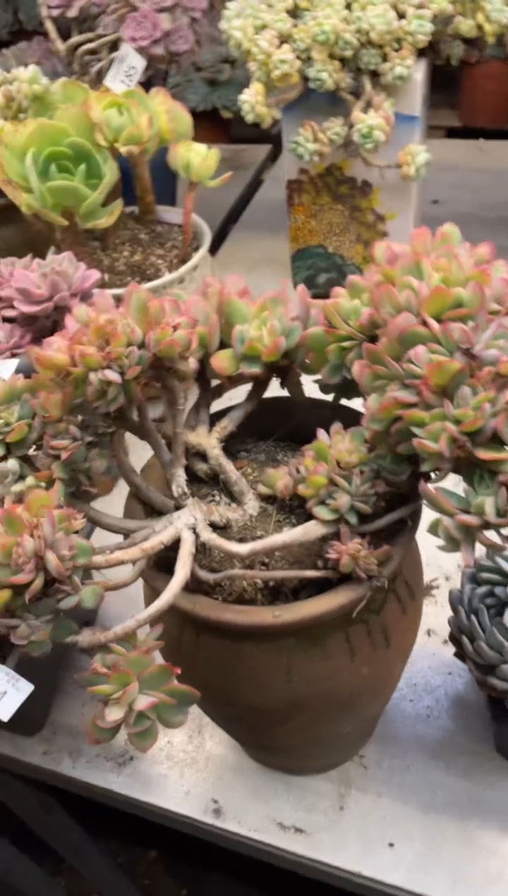 【闪购商品】186绮罗缀