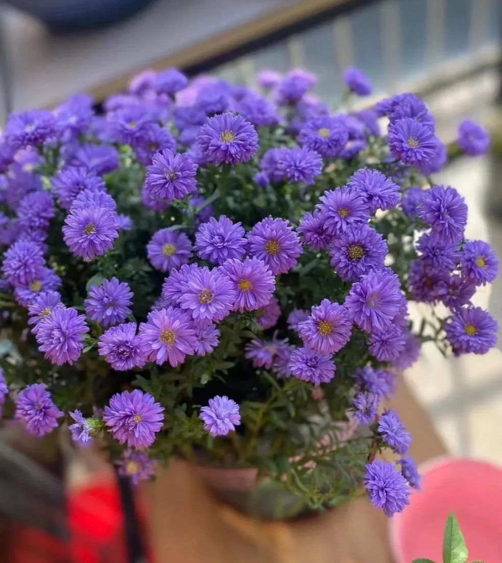 丹麦翠菊重瓣紫菀花盆栽多年生植物适合阳台庭院四季开花好养耐寒