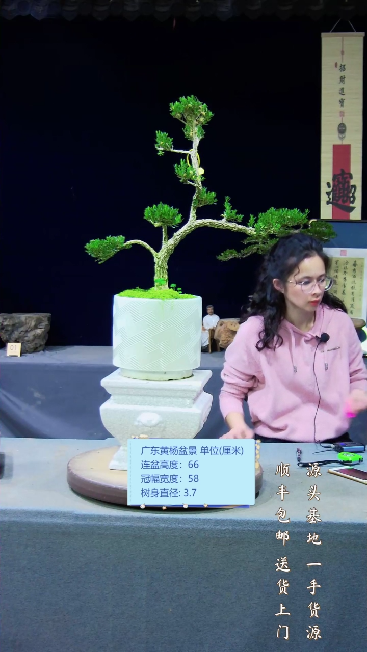 【闪购商品】黄杨盆景艺术黄杨盆景艺术