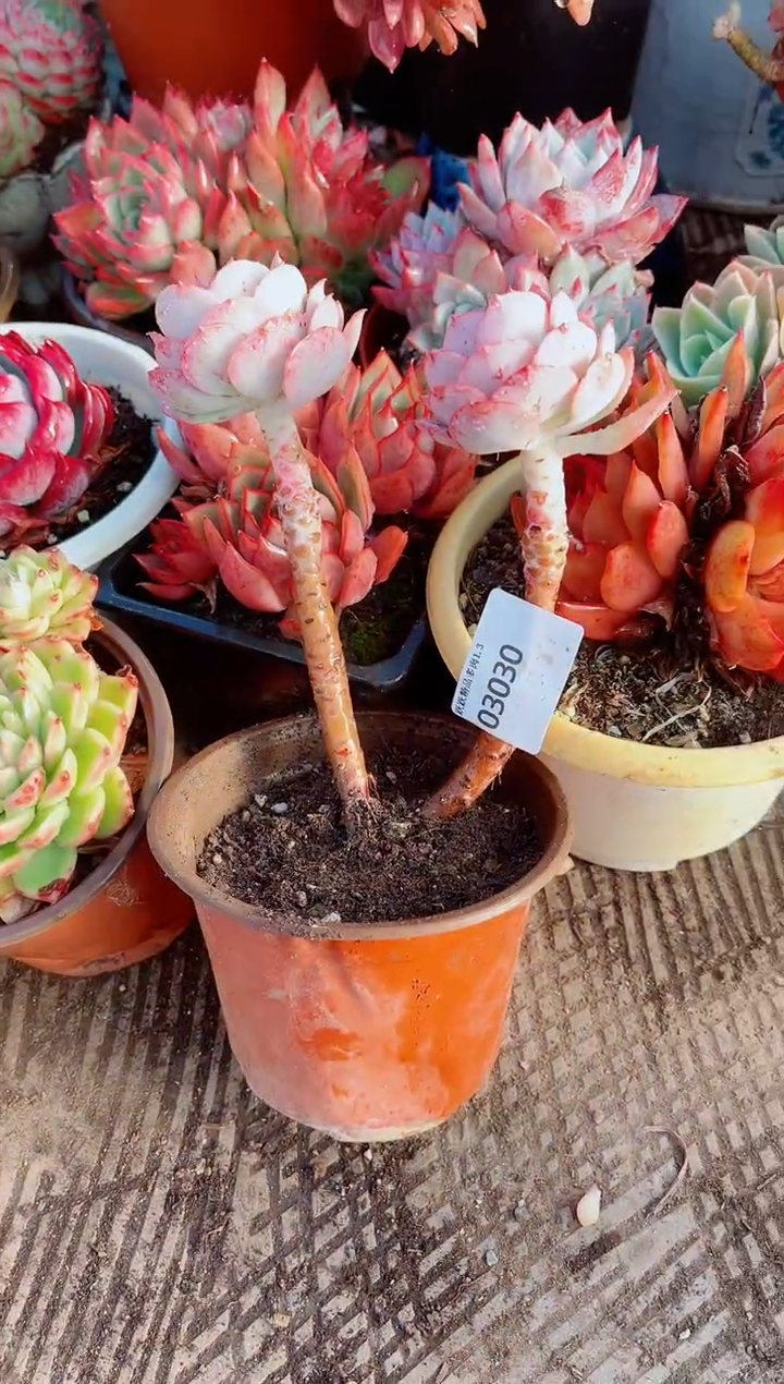 不*跃跃精品多肉03030