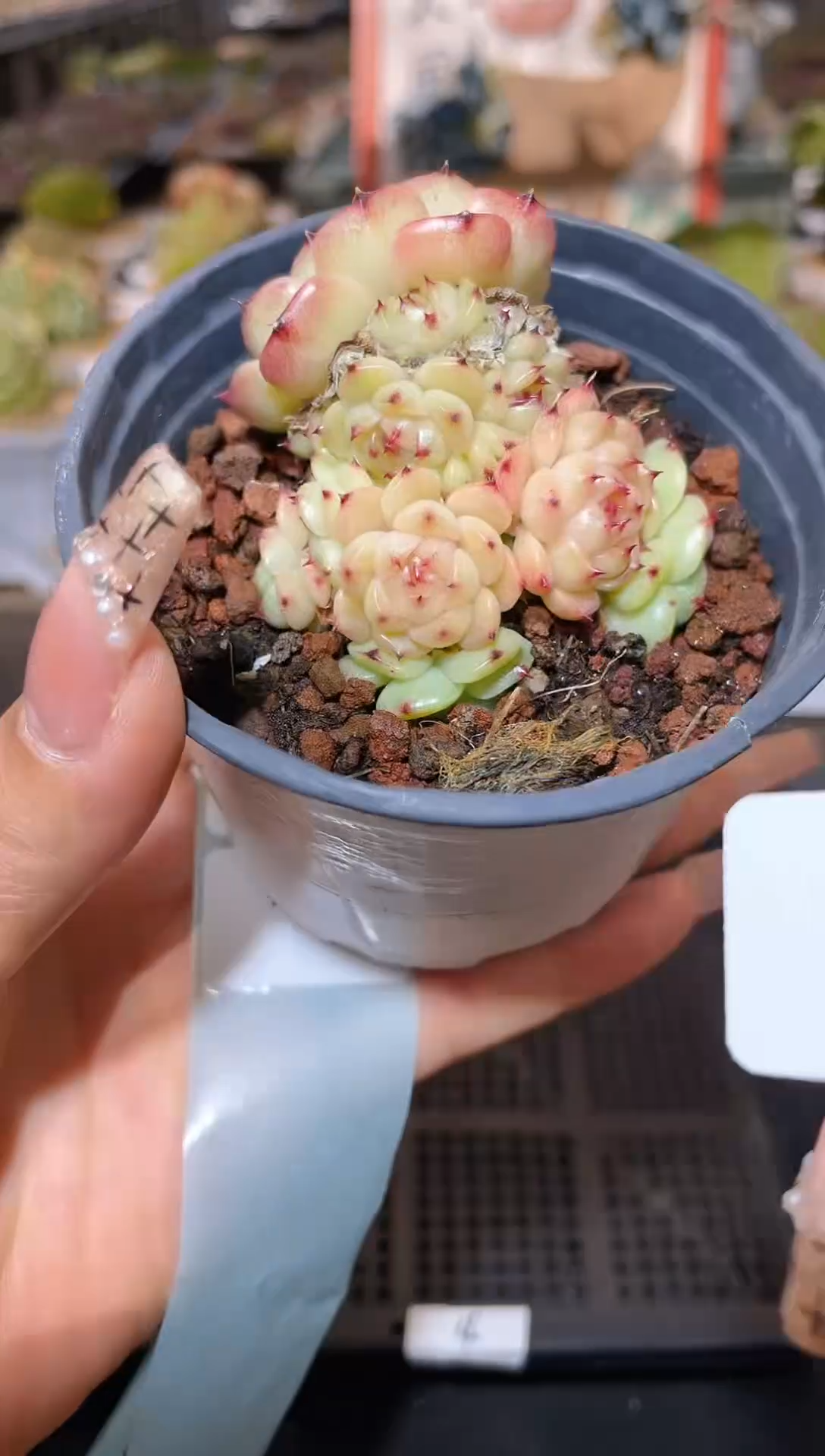 【闪购商品】178小Y不包整