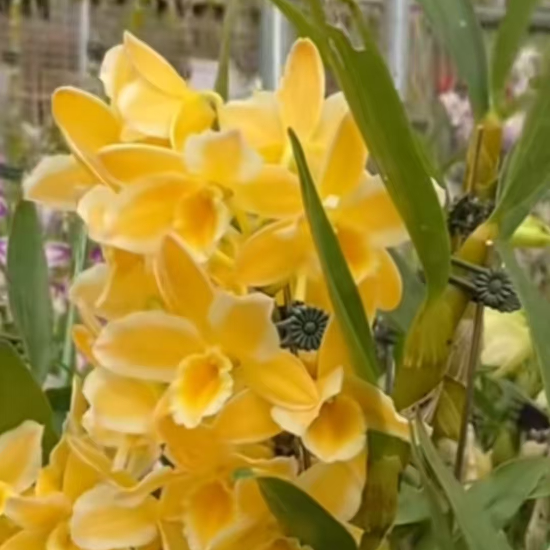 黄玉春石斛（开花漂亮/花量大/开花香/花期长）