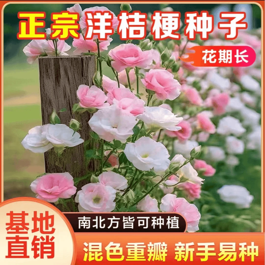 【新疆直发】混色洋桔梗种四季易活阳台盆栽花卉耐旱花期长多年生长