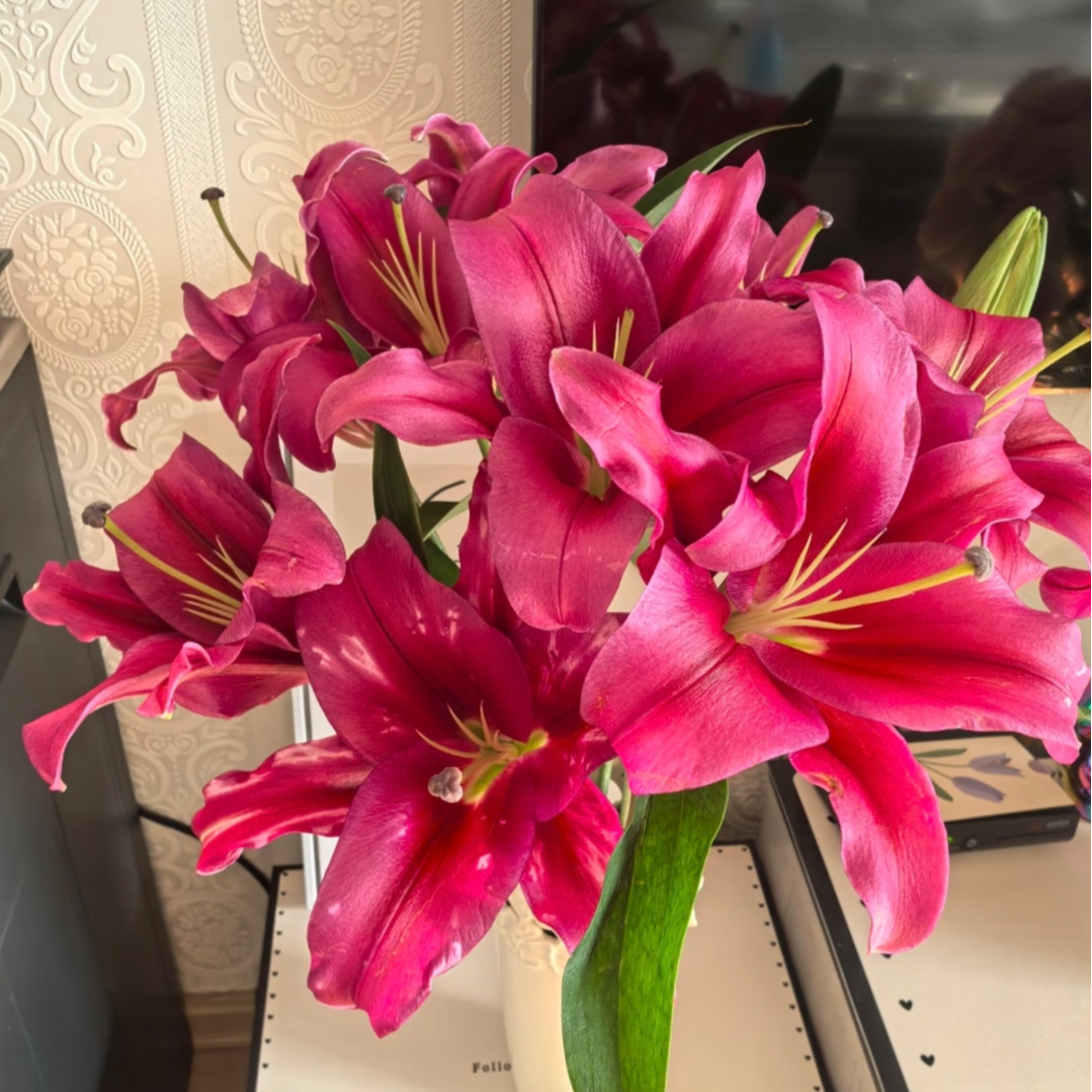 四季可种1颗《帕拉佐》26+香水百合球 