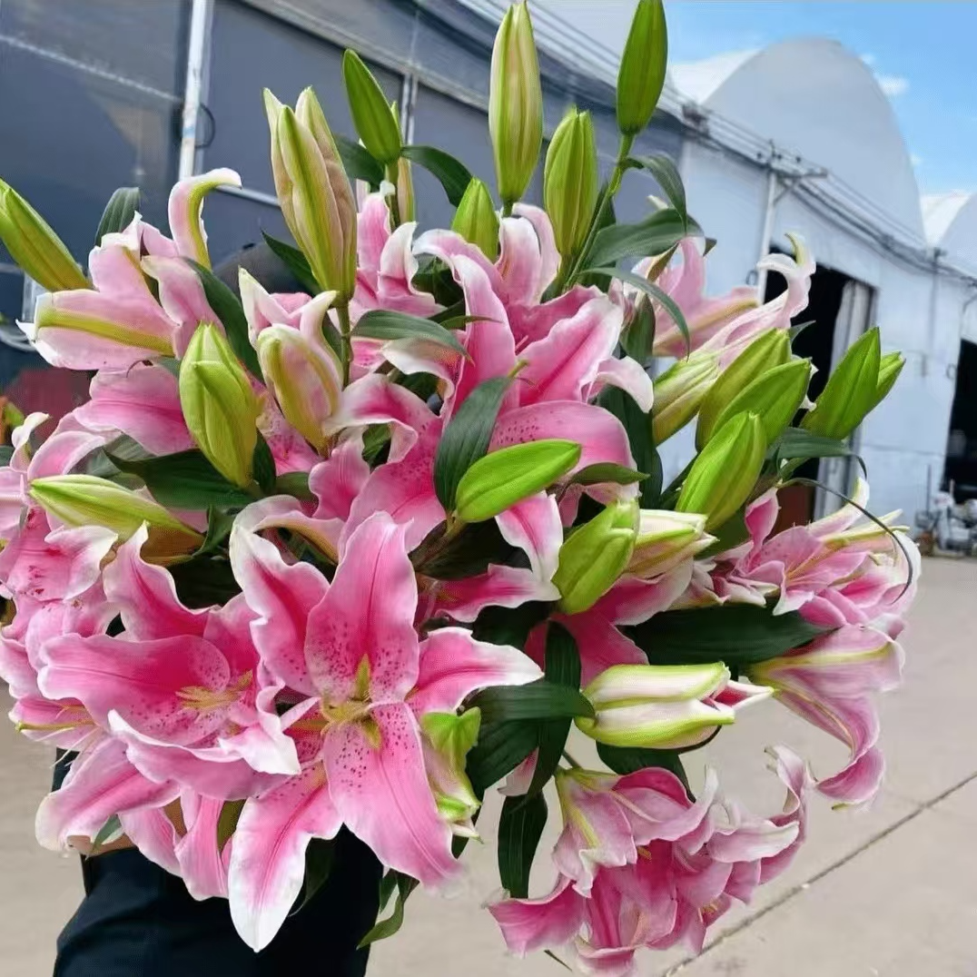 【百合种球】多年生庭院阳台球根花卉四季观赏植物简单易种