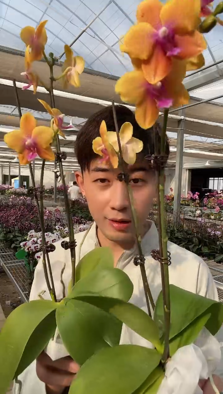 完全开放小杯香恋2棵单双剑混发 当苗卖