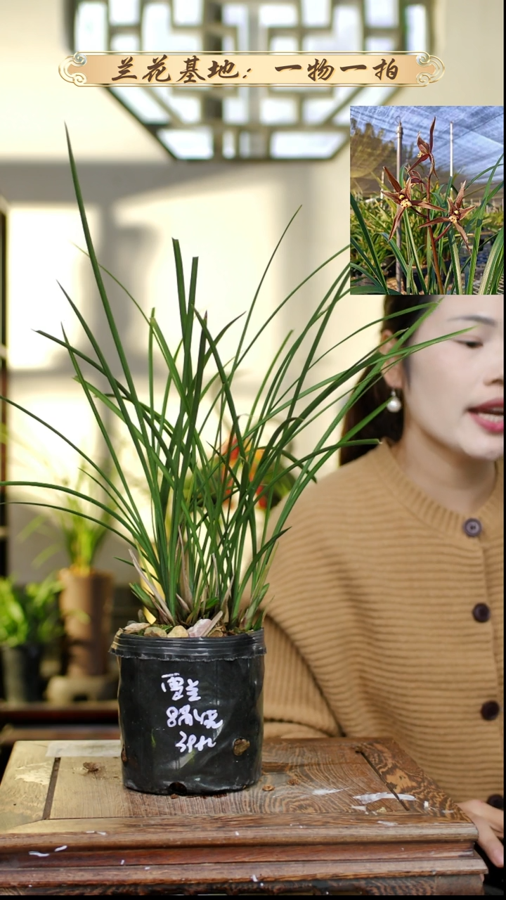 完全开放春兰雪兰