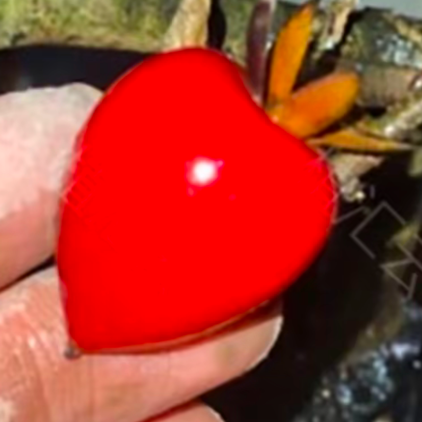 老鸦柿直播间一物一拍专用链接