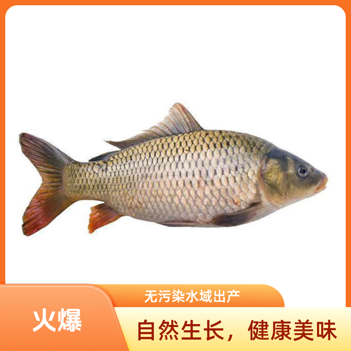 鲤鱼一条 约2斤（宰杀请备注）