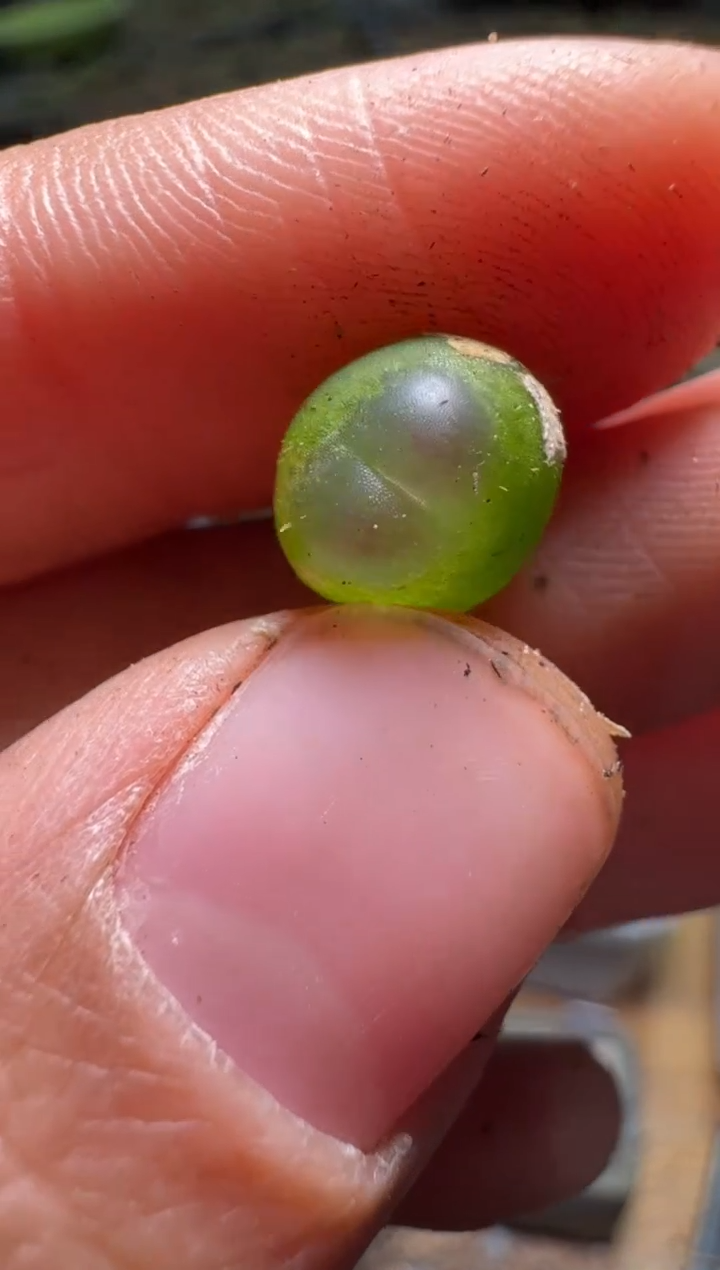 【闪购商品】不退1.14-476