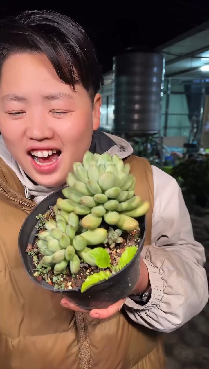 150盆双头起咖啡豆3.99  