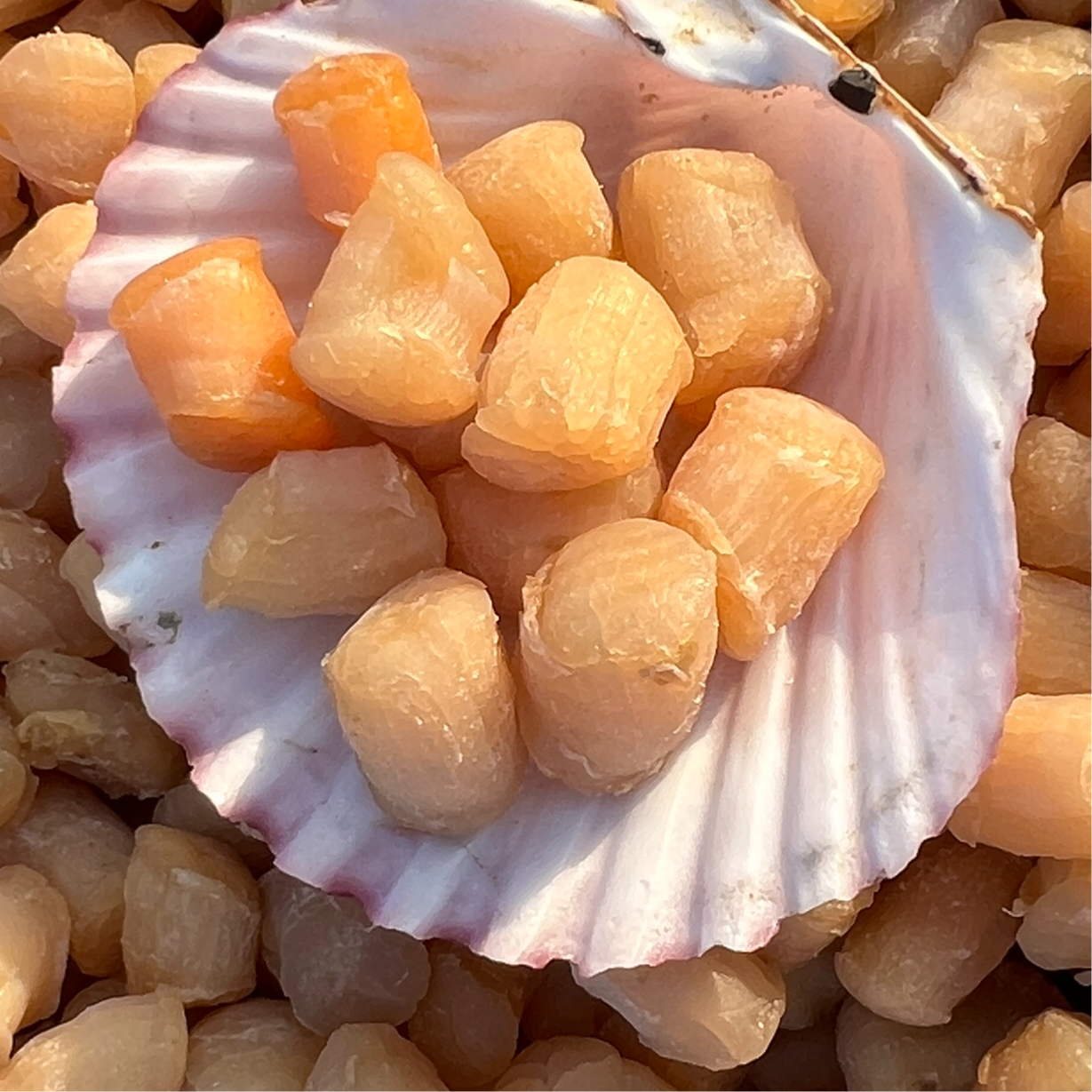 【新晒供超市】鲜香大瑶柱 生晒淡口不咸 O添加 9成干 海味煲汤煮粥蒸水蛋新鲜营养