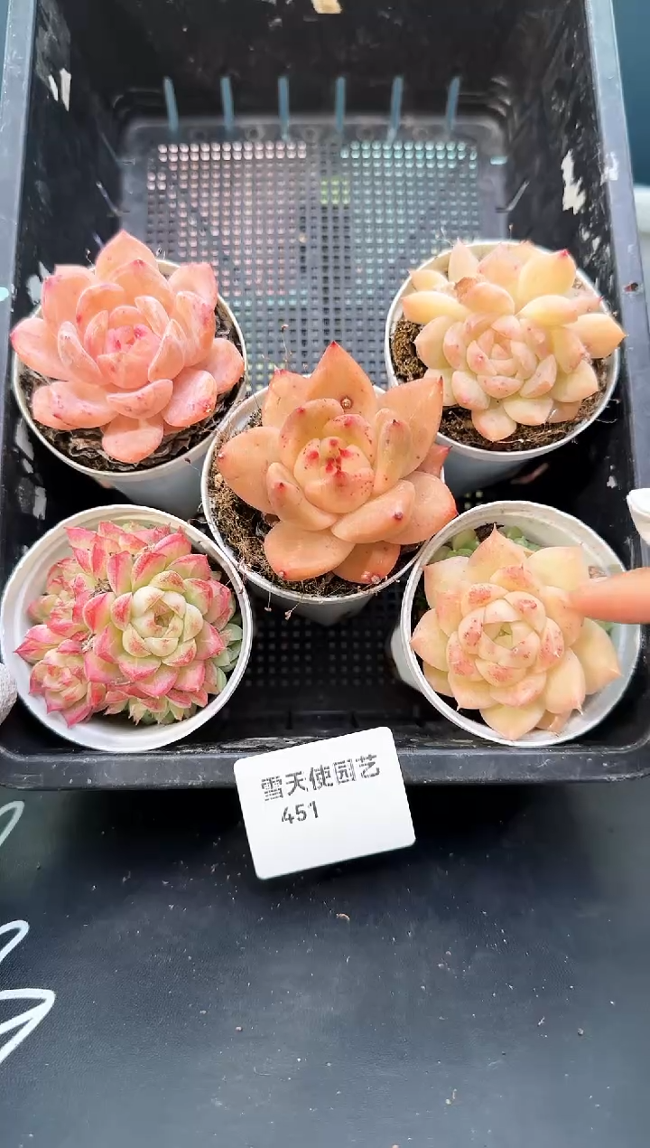 451     多肉5 颗 