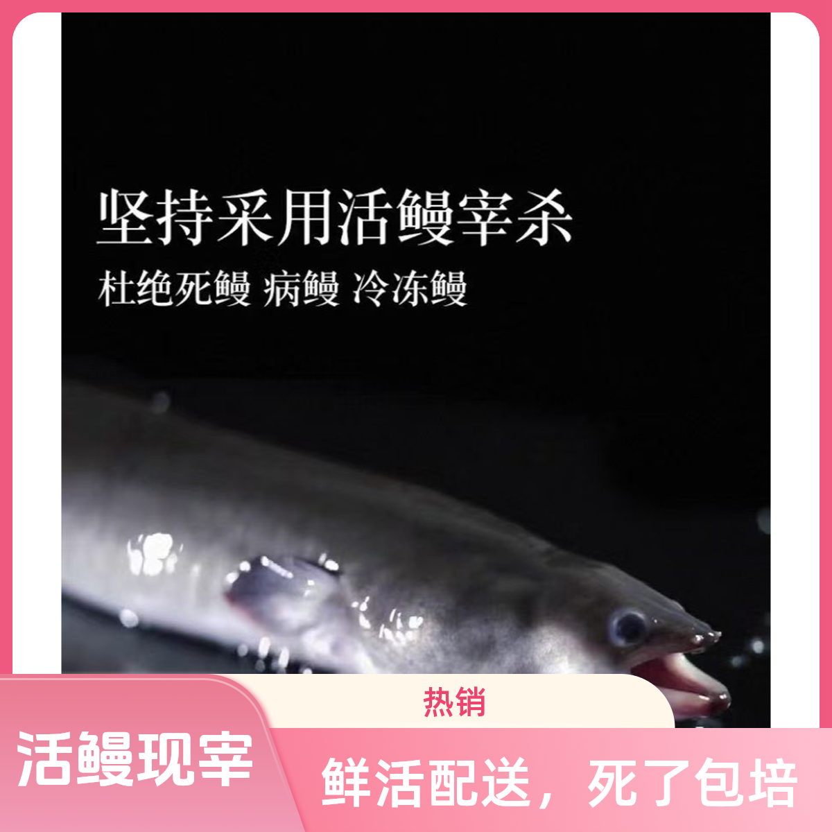鲜活鳗鱼白鳝爽脆鳝鱼活鱼鲜活配送