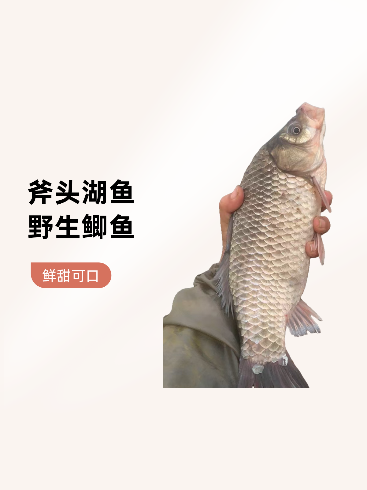 斧头湖野生土鲫鱼黄金鲫鱼现捕现杀口感鲜甜营养美味顺丰包邮