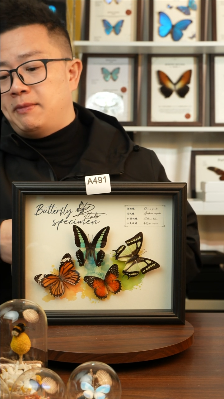 四色蝴蝶组合（10寸欧式黑框）A491