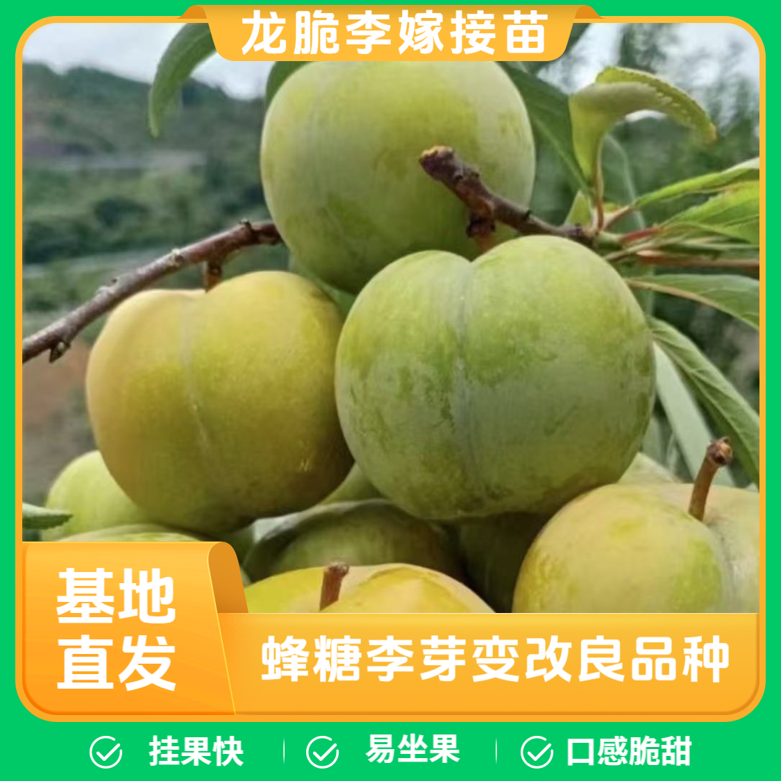 龙脆李树苗7月成熟，龙李，蜂糖李芽变改良新品种，坐果率高