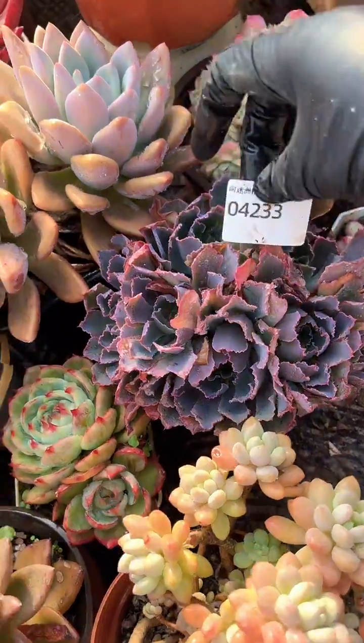 用****2多肉植物一物一拍04233