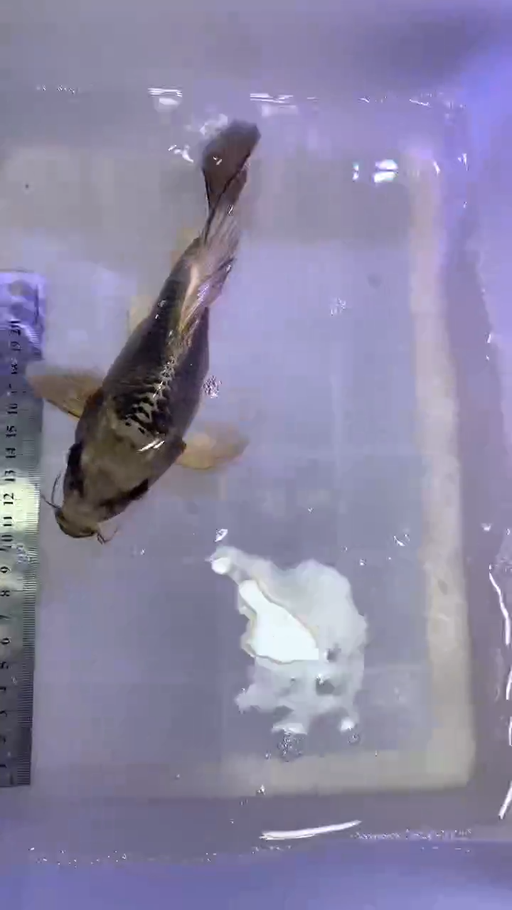 蝴蝶鲤蝴蝶鲤直播选鱼专用链接