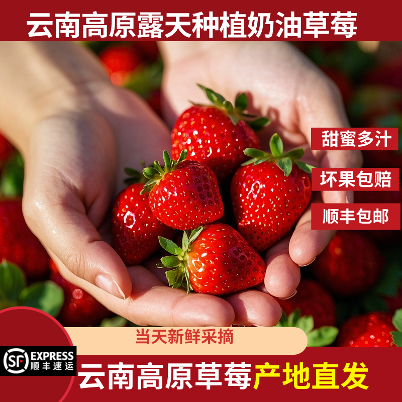 【奶油草莓】云南高原露天妙香七号顺丰空运包邮