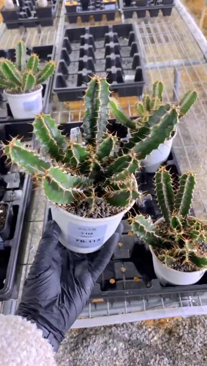 【闪购商品】火山大戟FB-113