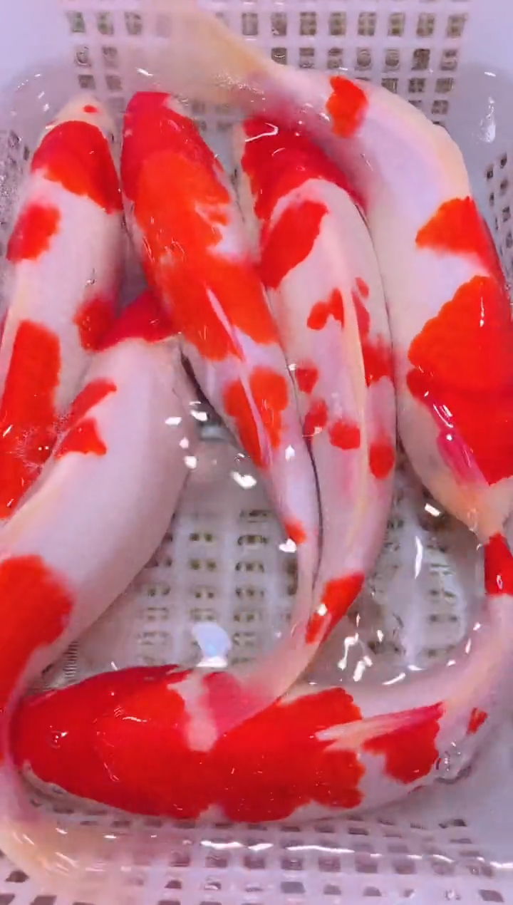 锦鲤冷水观赏鱼全场包邮159