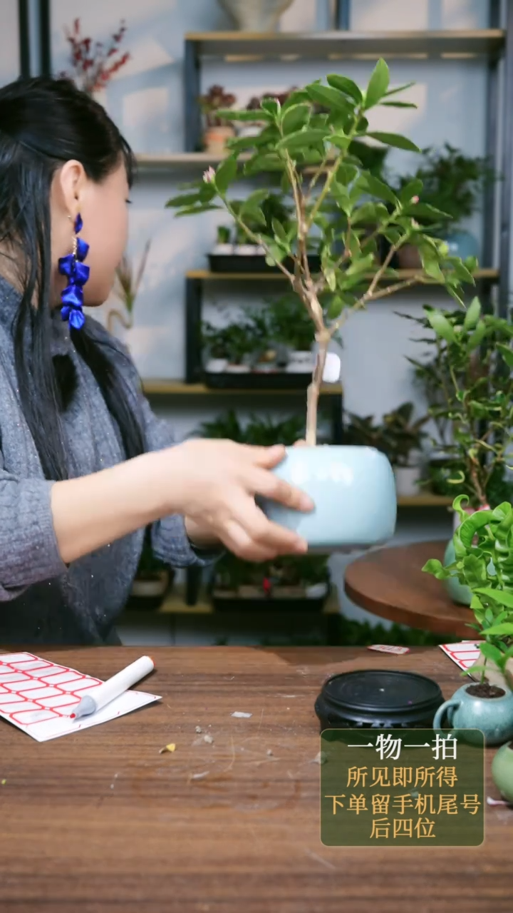 【闪购商品】77--6558金边瑞香