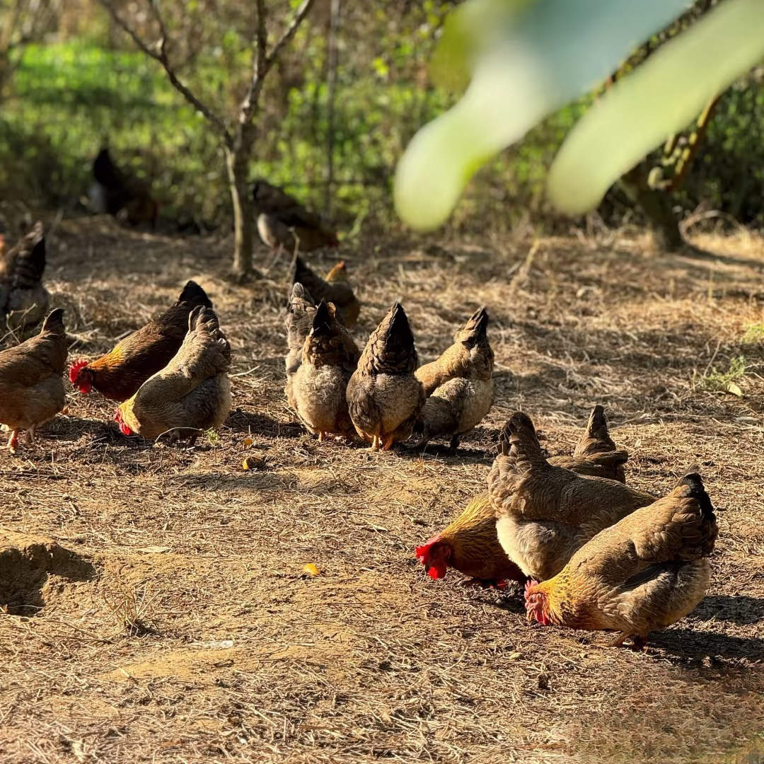2只 散养走地麻鸡 养足200天以上