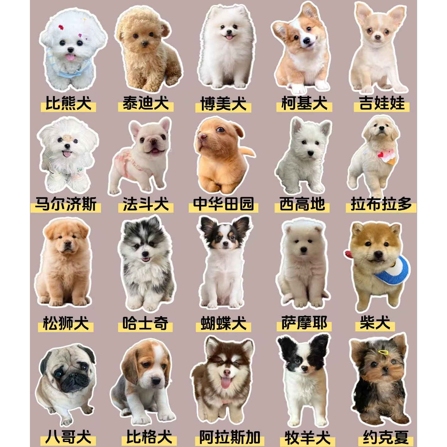 多种犬种可爱宠物狗活体售卖